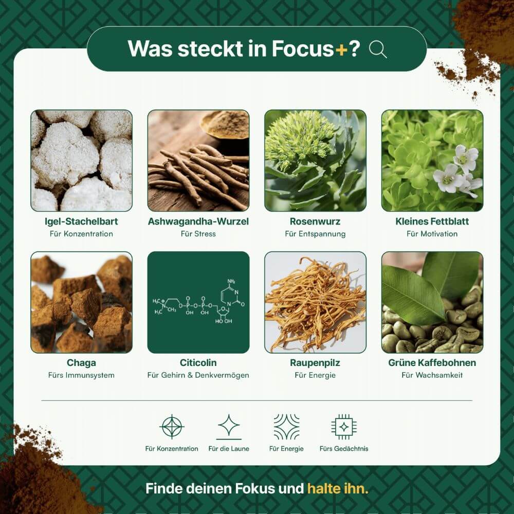 In Focus+ steckt Igel-Stachelbart, Ashwagandha-Wurzel, Rosenwurz, Kleines Fettblatt, Chaga, Citicolin, Raupenpilz und grüne Kaffeebohnen.